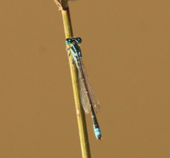Ischnura pumilio