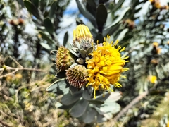 Leucospermum rodolentum