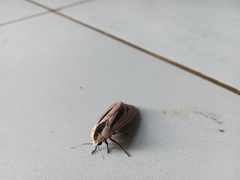 Creatonotos gangis