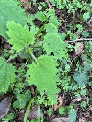 Urtica thunbergiana