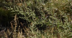 Artemisia annua