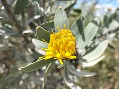 Leucospermum rodolentum