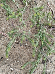 Corispermum hyssopifolium