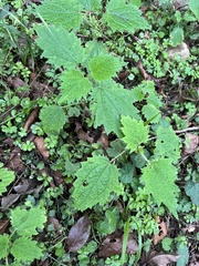 Urtica thunbergiana