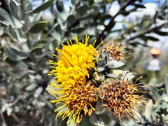 Leucospermum rodolentum