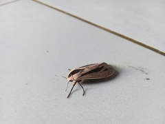 Creatonotos gangis