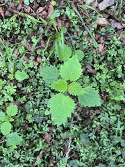 Urtica thunbergiana