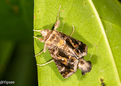 Chrysodeixis