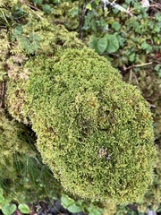 Ctenidium molluscum