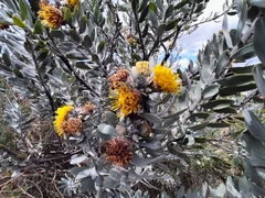 Leucospermum rodolentum