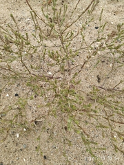 Corispermum hyssopifolium