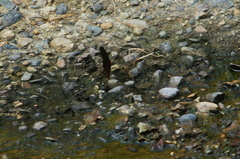 Mimoides ilus occiduus