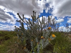 Leucospermum rodolentum
