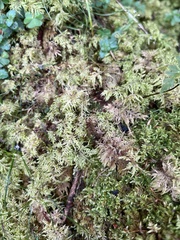Ctenidium molluscum