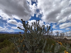 Leucospermum rodolentum