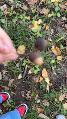 Agaricineae
