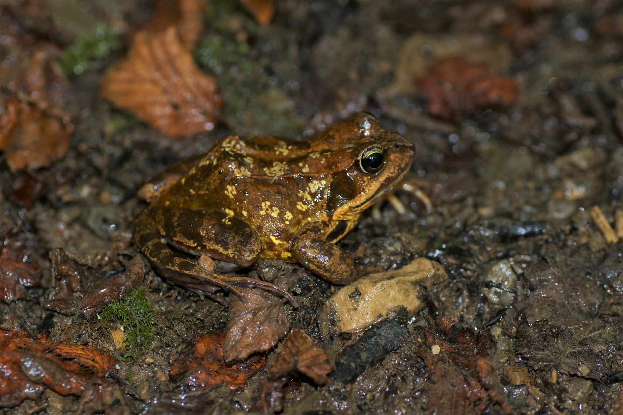 Galician Common Frog (Subspecies Rana temporaria parvipalmata