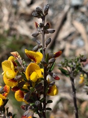 Aotus ericoides