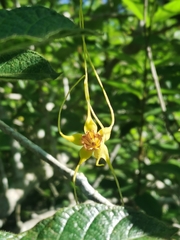 Strophanthus hispidus