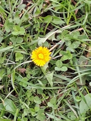 Taraxacum