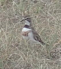Charadrius bicinctus
