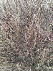 Corispermum hyssopifolium
