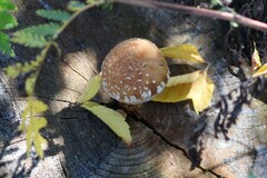 Hemipholiota populnea
