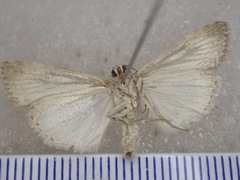 Spodoptera