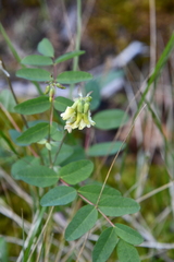 Astragalus frigidus