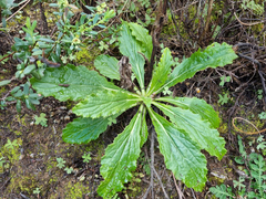 Berkheya carlinoides