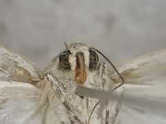 Spodoptera