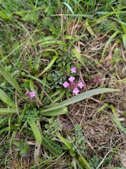Thymus praecox