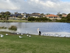 Pelecanus conspicillatus