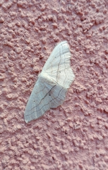 Scopula imitaria