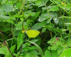 Eurema hecabe