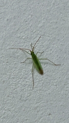Trigonotylus