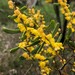 Acacia farinosa - Photo (c) davidsando,  זכויות יוצרים חלקיות (CC BY-NC), הועלה על ידי davidsando