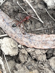 Myrmecia
