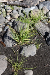 Carex eleusinoides
