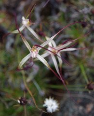 Caladenia dimidia