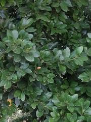 Laurus novocanariensis