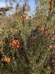 Dillwynia sericea