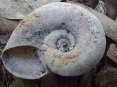 Pedinogyra rotabilis