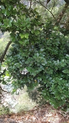 Laurus novocanariensis