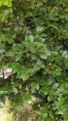 Laurus novocanariensis