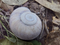 Pedinogyra rotabilis