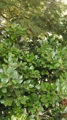 Laurus novocanariensis