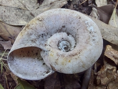 Pedinogyra rotabilis