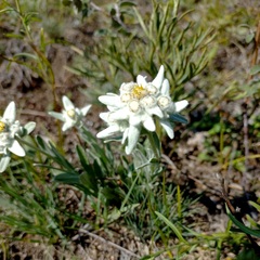 Leontopodium