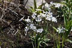 Silene samojedorum